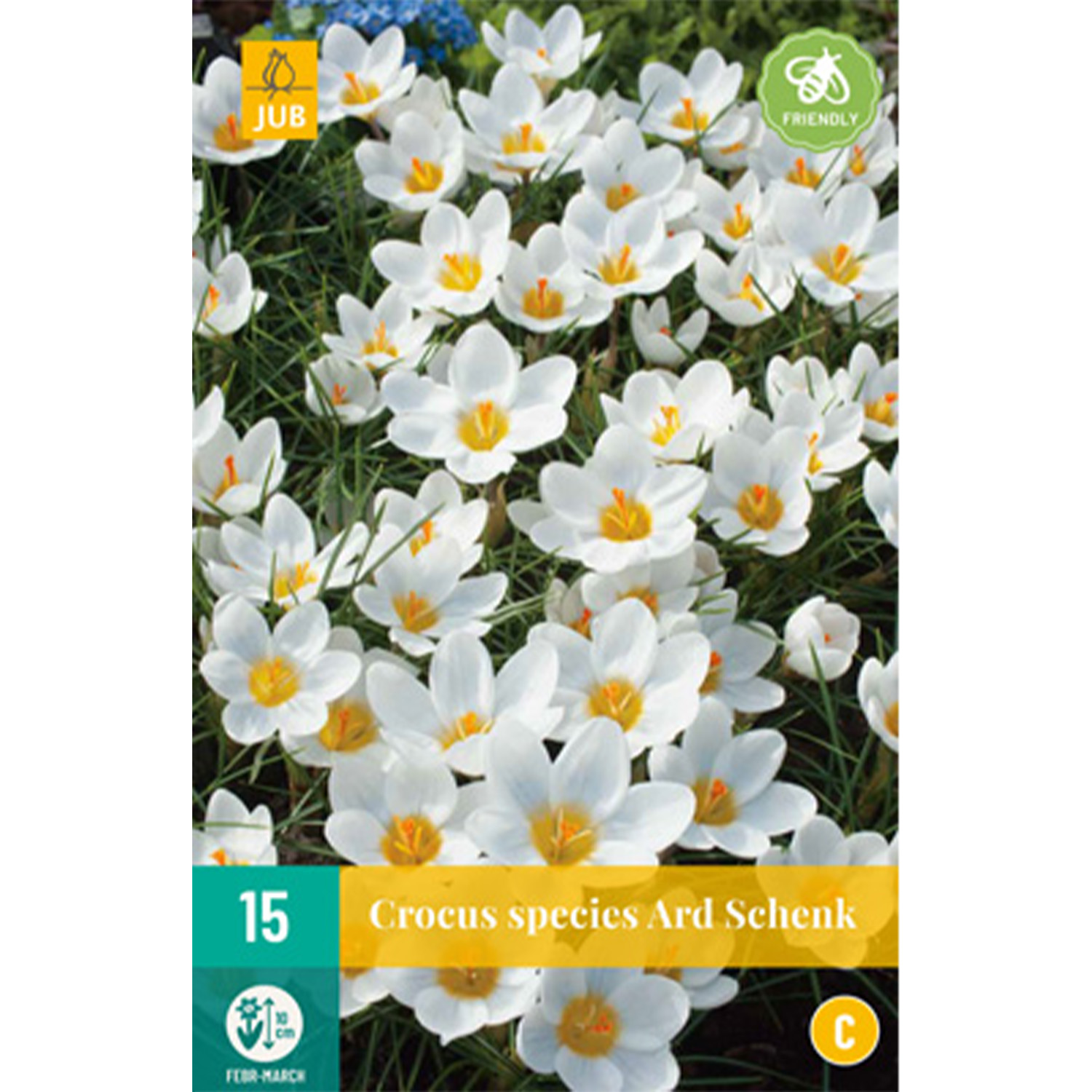 Botanische Krokusse 'Ard Schenk' - 15 Stück Liefergröße: Zwiebelgröße 5/+
