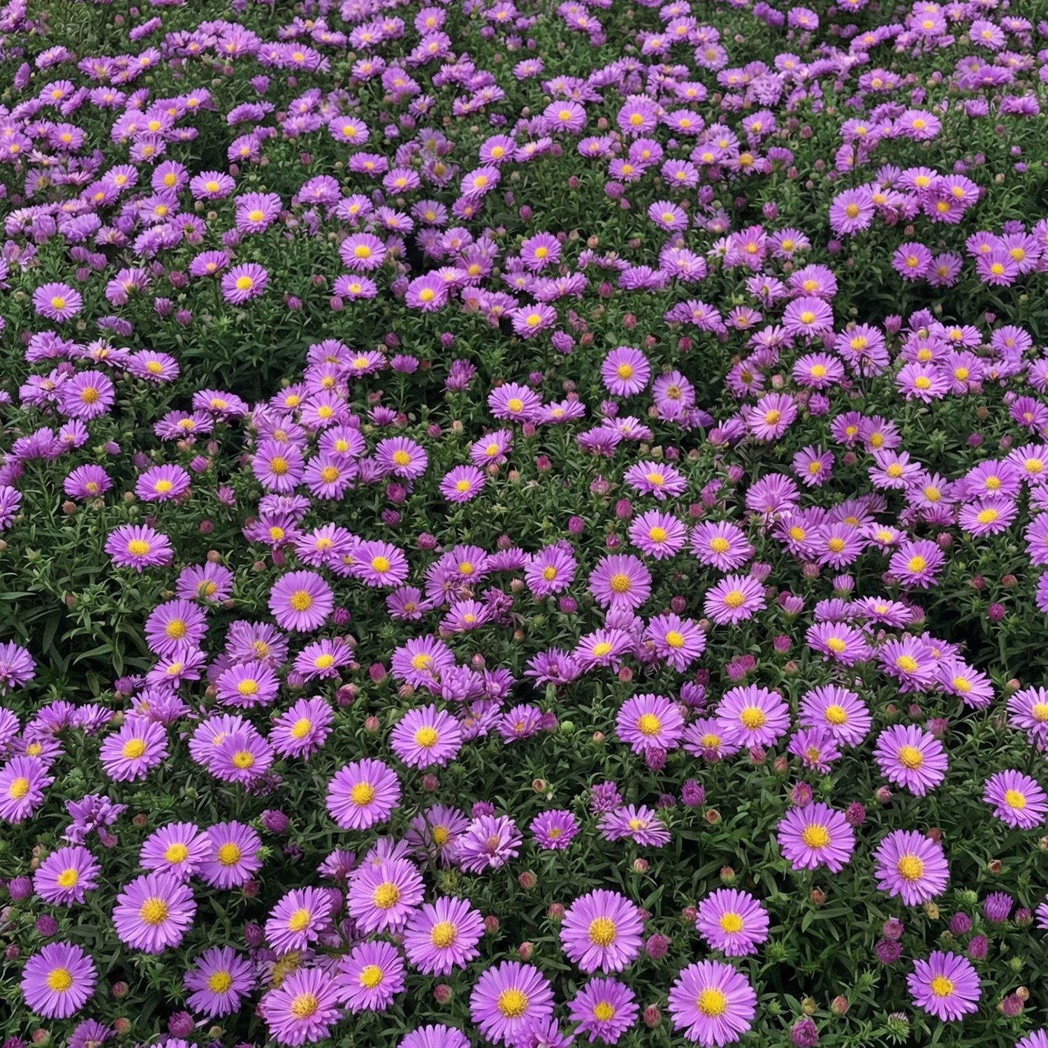 Kissen-Aster 'Blue Lapis'