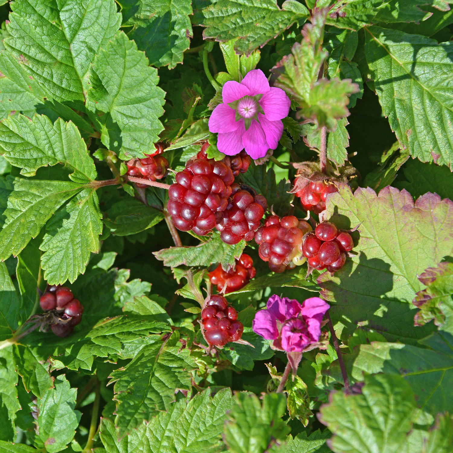 Kategorie <b>Produkt ohne Kategoriezuordnung </b> - Allackerbeere 'Mespi' Lieferform: Im 2 Liter Topf - Rubus arcticus 'Mespi'
