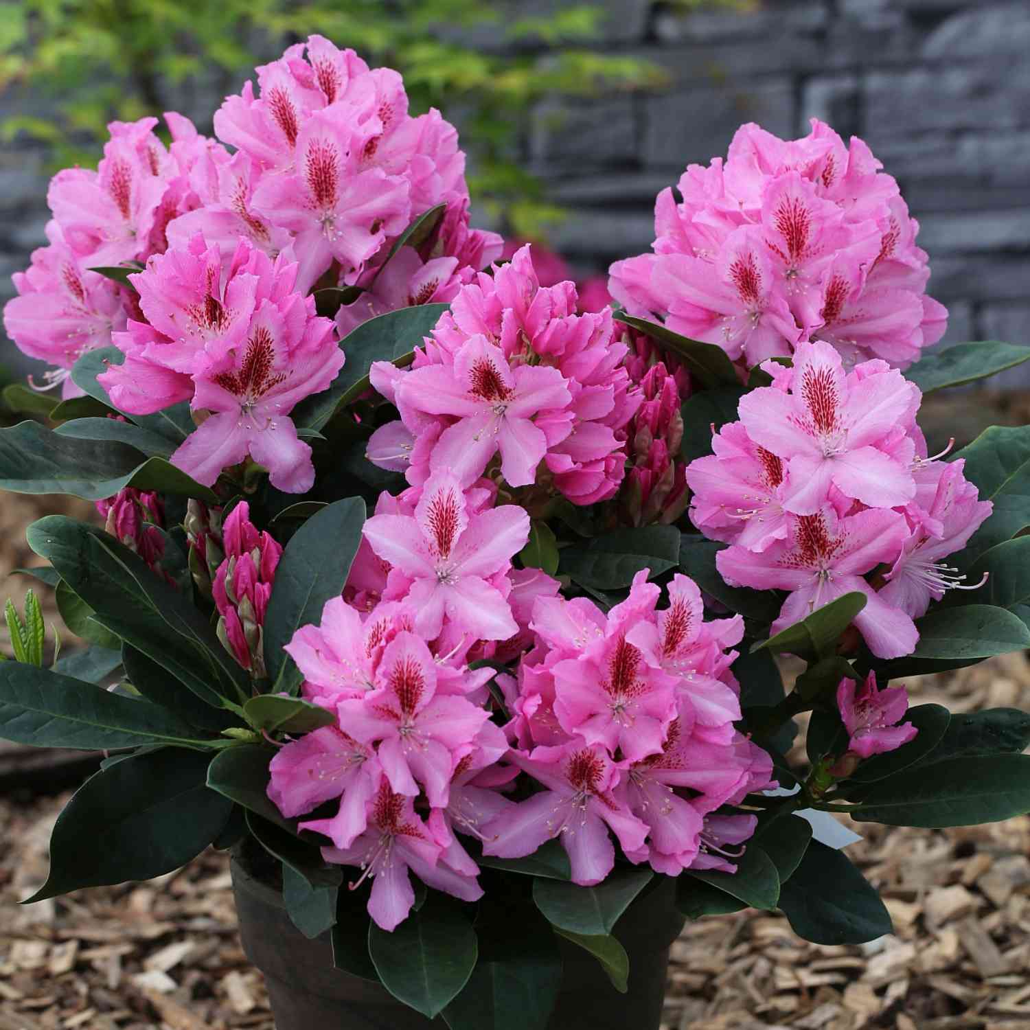 Rhododendron 'Furnivall's Daughter' - Easydendron® Rhododendron 'Furnivall's Daughter' - Easydendron®