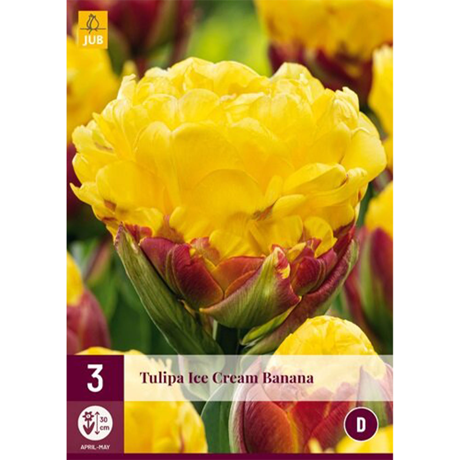 Späte gefüllte Tulpe 'Ice Cream Banana' - 3 Stück Liefergröße: Zwiebelgröße 11/12+