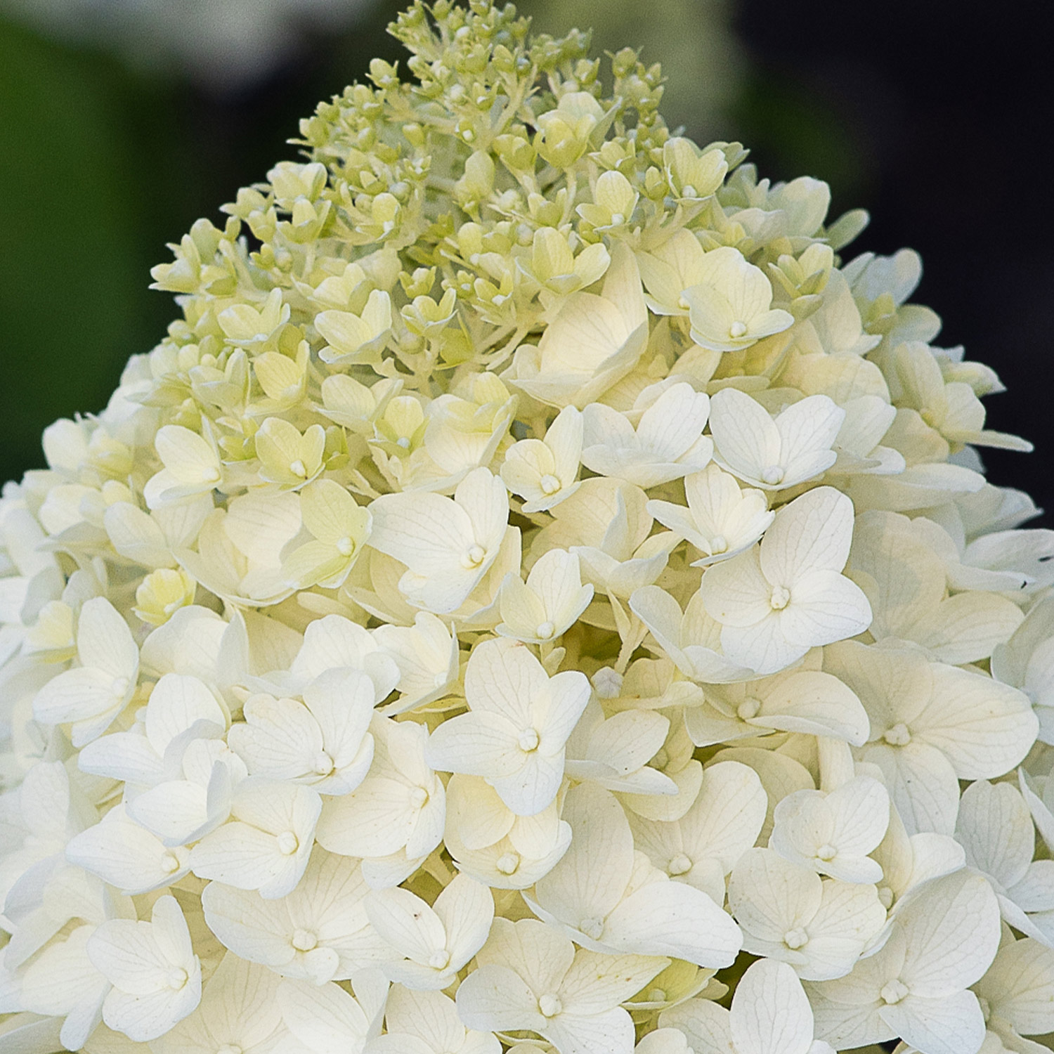 Rispenhortensie 'Living Sugar Rush®'