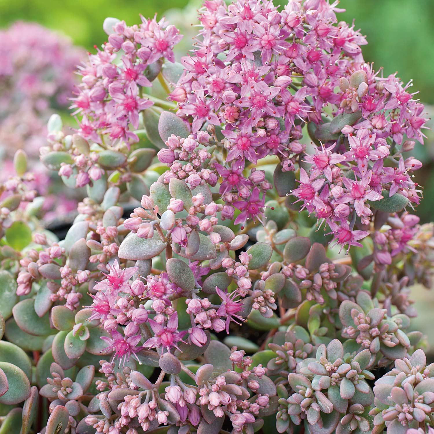 Kategorie <b>Produkt nicht gewünscht </b> - Fetthenne Rosenteppich Lieferform: Im 9 cm Topf - Sedum cyaneum 'Rosenteppich'