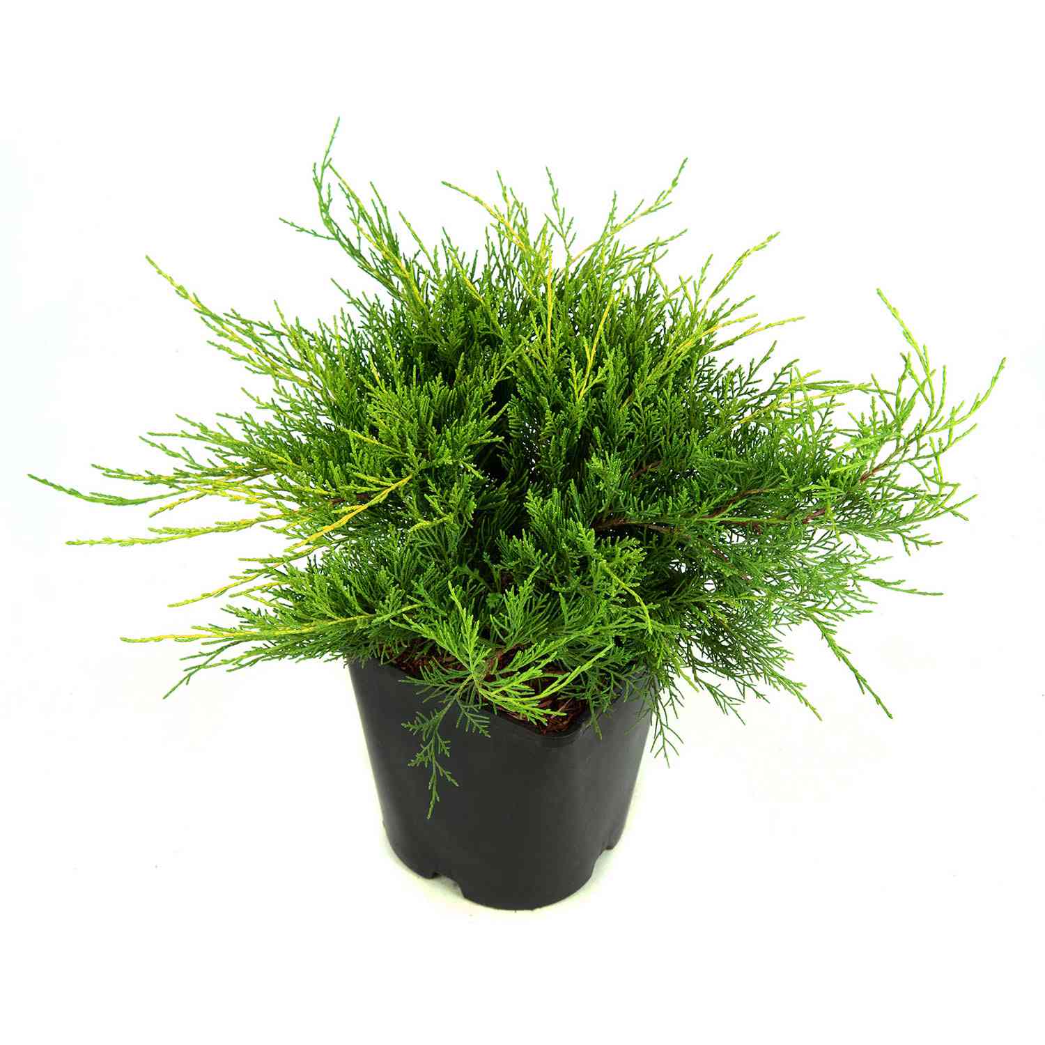 Goldwacholder 'Old Gold' Goldwacholder 'Old Gold'