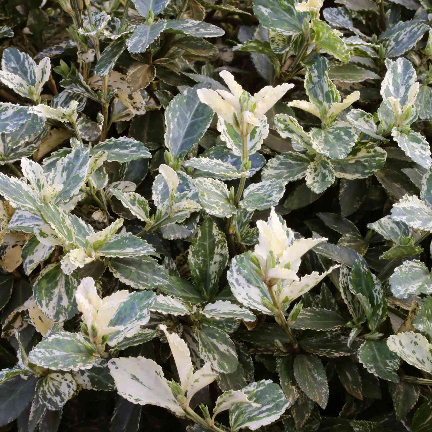 Kriechspindel 'Harlequin'