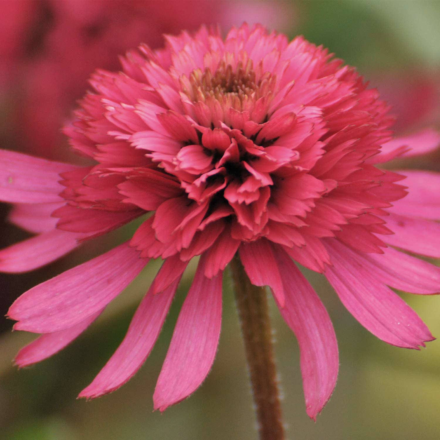 Kategorie <b>Stauden </b> - Sonnenhut 'Southern Belle®' Lieferform: Im 5 Liter Topf - Echinacea purpurea 'Southern Belle®'