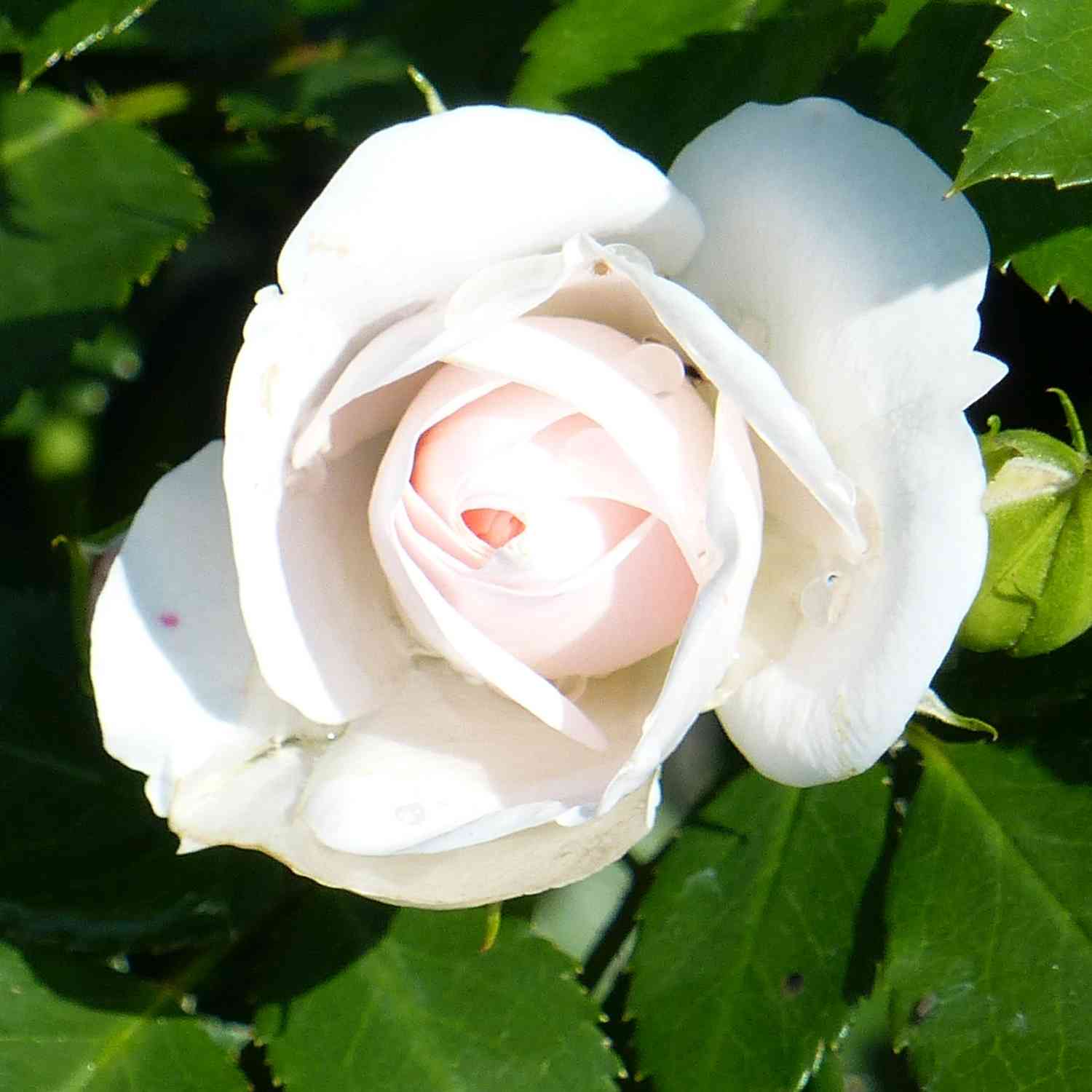 Beetrose 'Aspirin®' ADR-Rose Beetrose 'Aspirin®' ADR-Rose