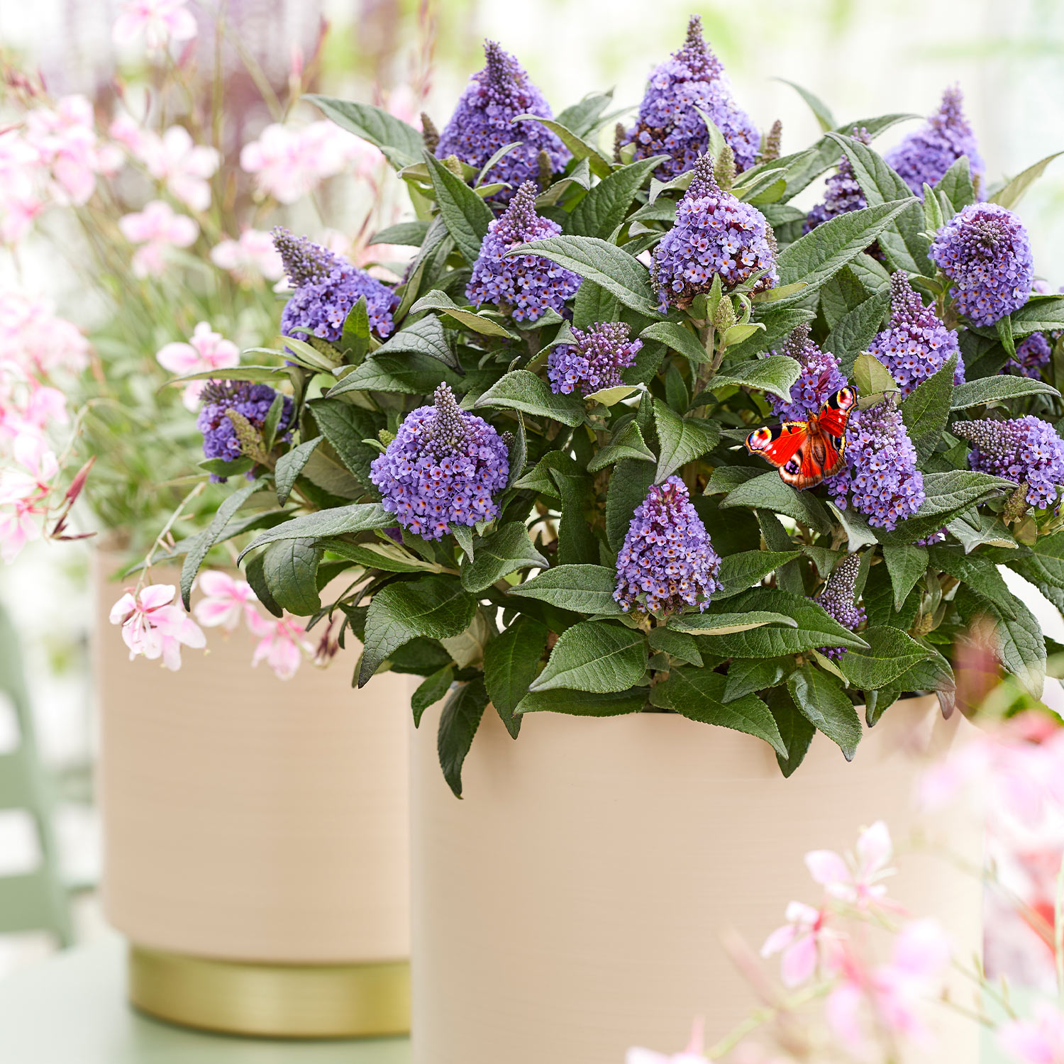 Zwerg-Sommerflieder 'Little Rockstars® Blue'