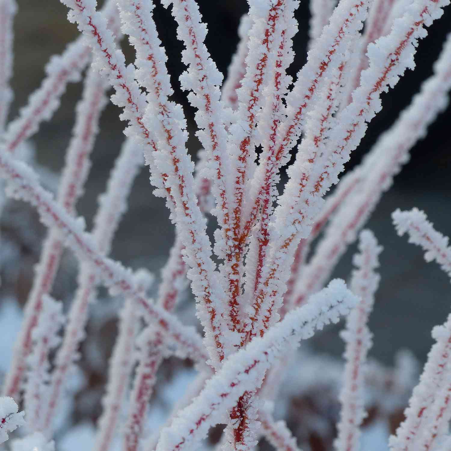 Feuer-Hartriegel 'Midwinter Fire' Feuer-Hartriegel 'Midwinter Fire'