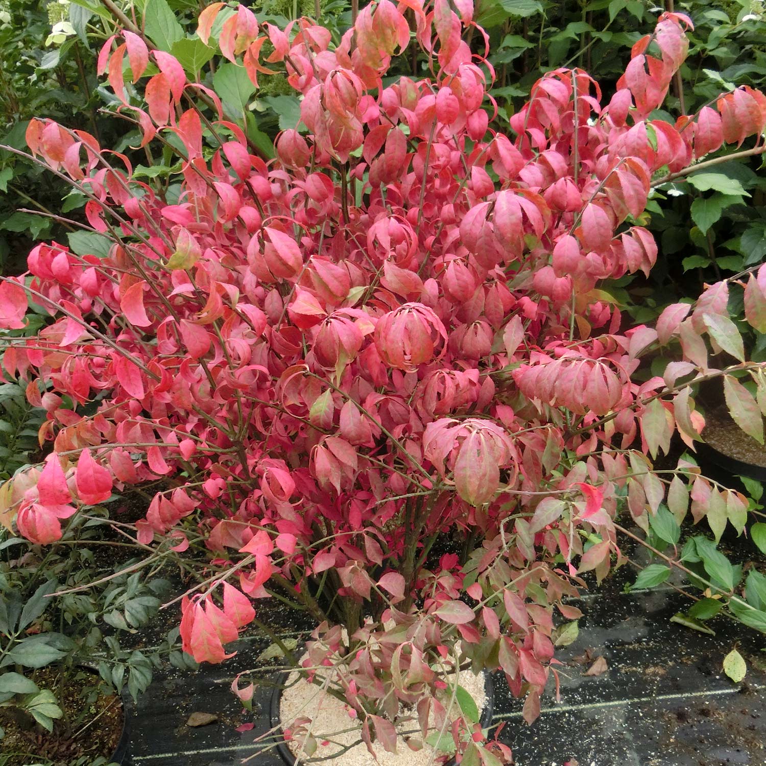 Rhododendren, Azaleen und Heide - Korkspindel 'Compactus' Container, 30-40 cm Liefergröße: 30-40 cm - Euonymus alatus compactus