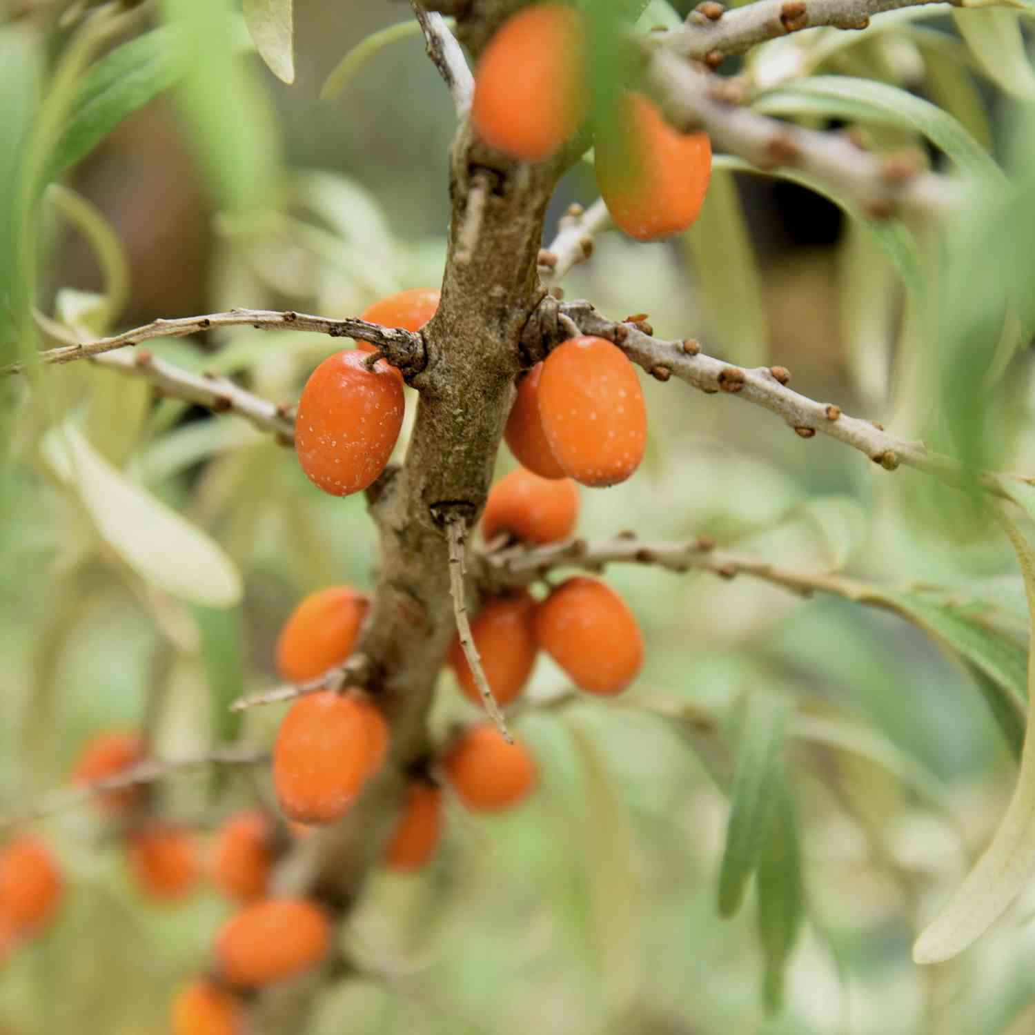 Sanddorn 'Orange Energy'® Sanddorn 'Orange Energy'®