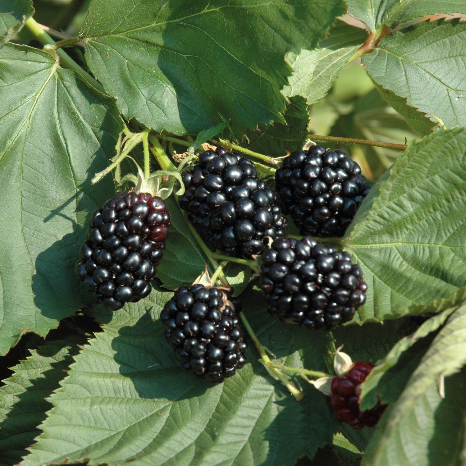 Brombeere 'Dima®' Lieferform: Im 3 Liter Topf
