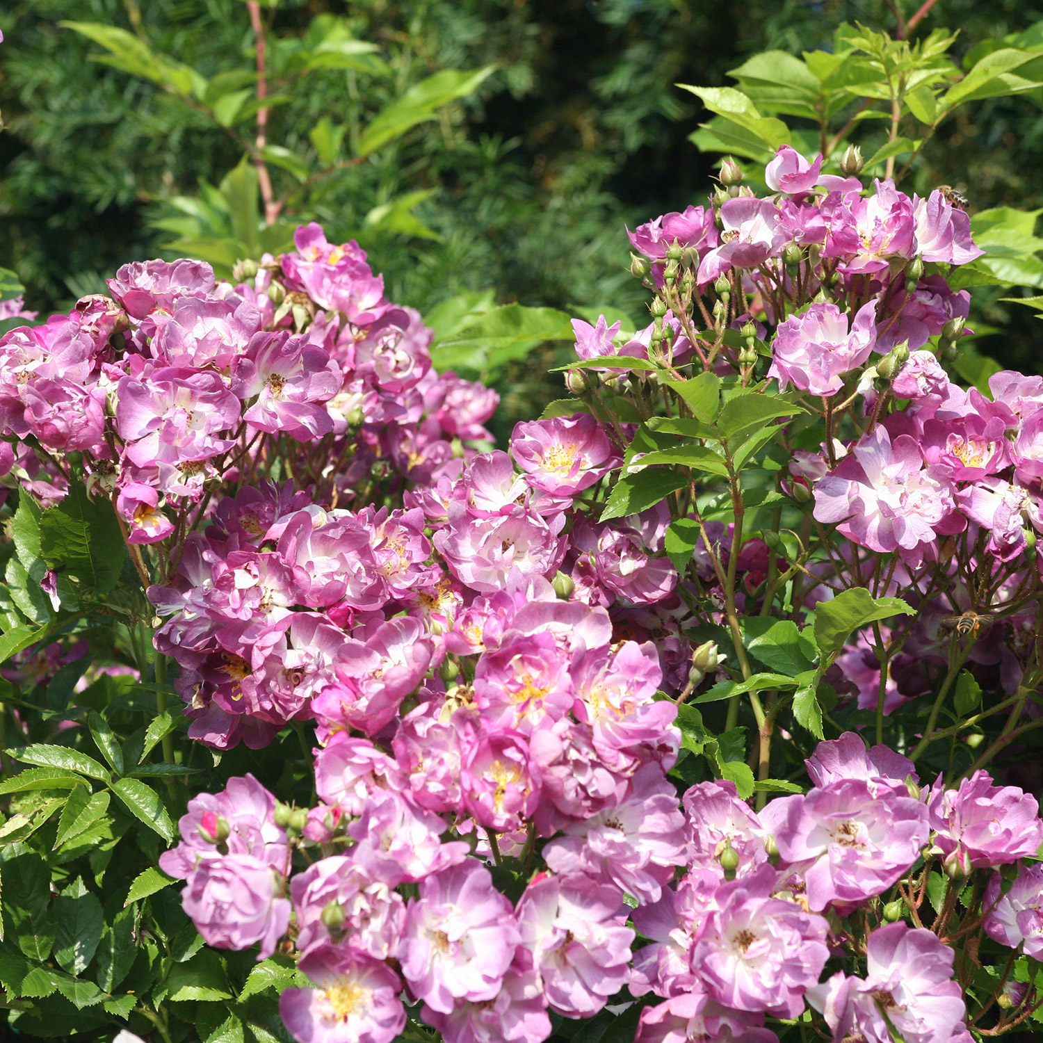 Ramblerrose 'Veilchenblau®' Wurzelnackte Pflanze Liefergröße: mind. 3 starke Triebe