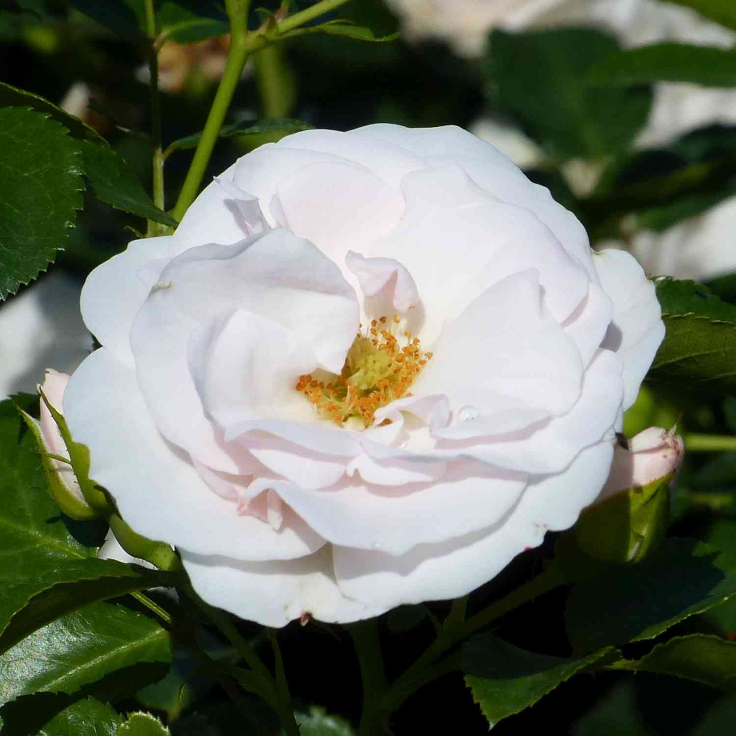 Beetrose 'Aspirin®' ADR-Rose Beetrose 'Aspirin®' ADR-Rose