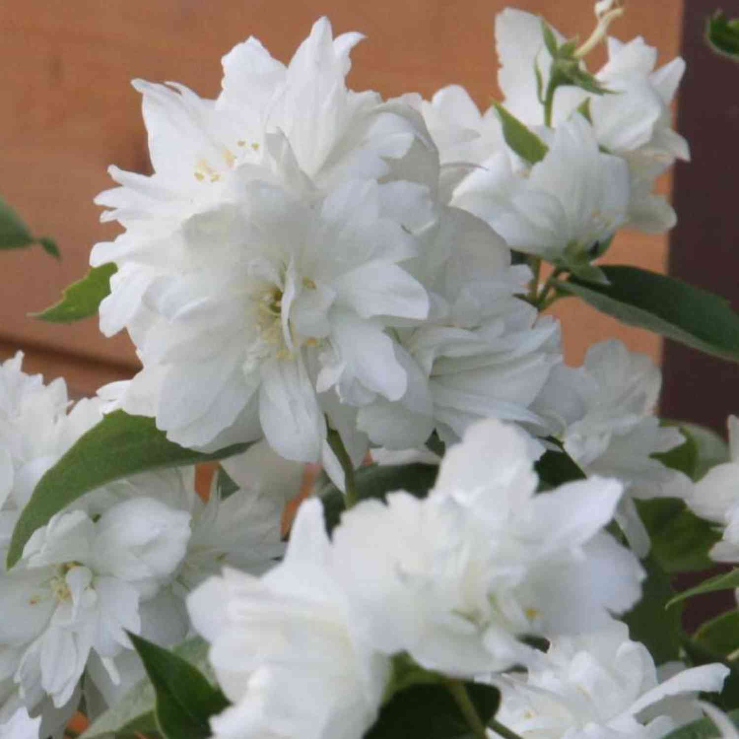 Gefüllter Gartenjasmin 'Schneesturm'