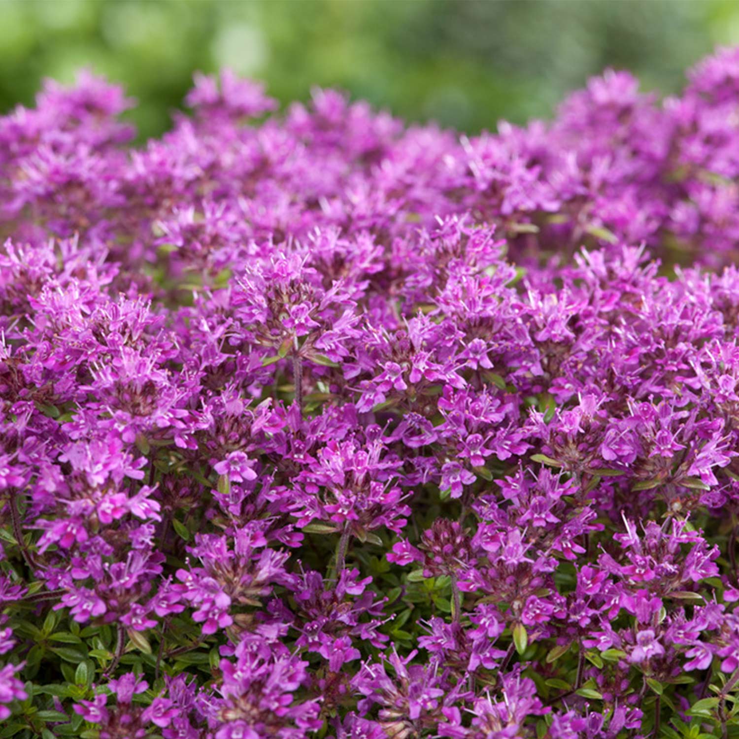 Thymian 'Evergreen Compact' Liefergröße: im 12 cm Topf