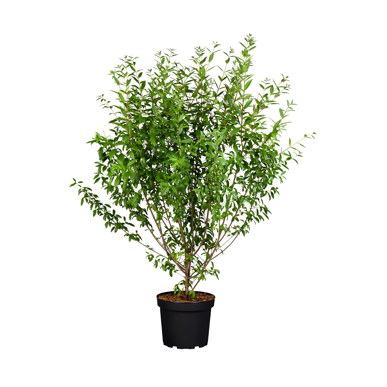 Wintergrüner Liguster 'Atrovirens' Wintergrüner Liguster 'Atrovirens'