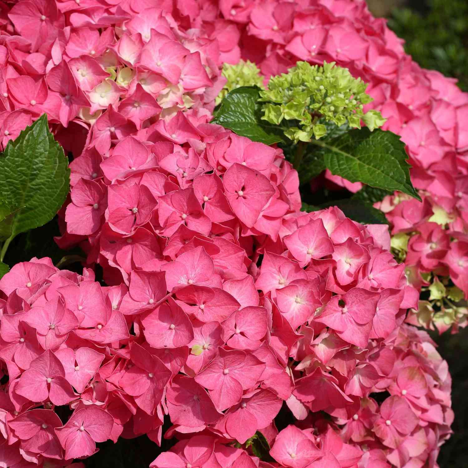 Ballhortensie 'Forever & Ever® Red'