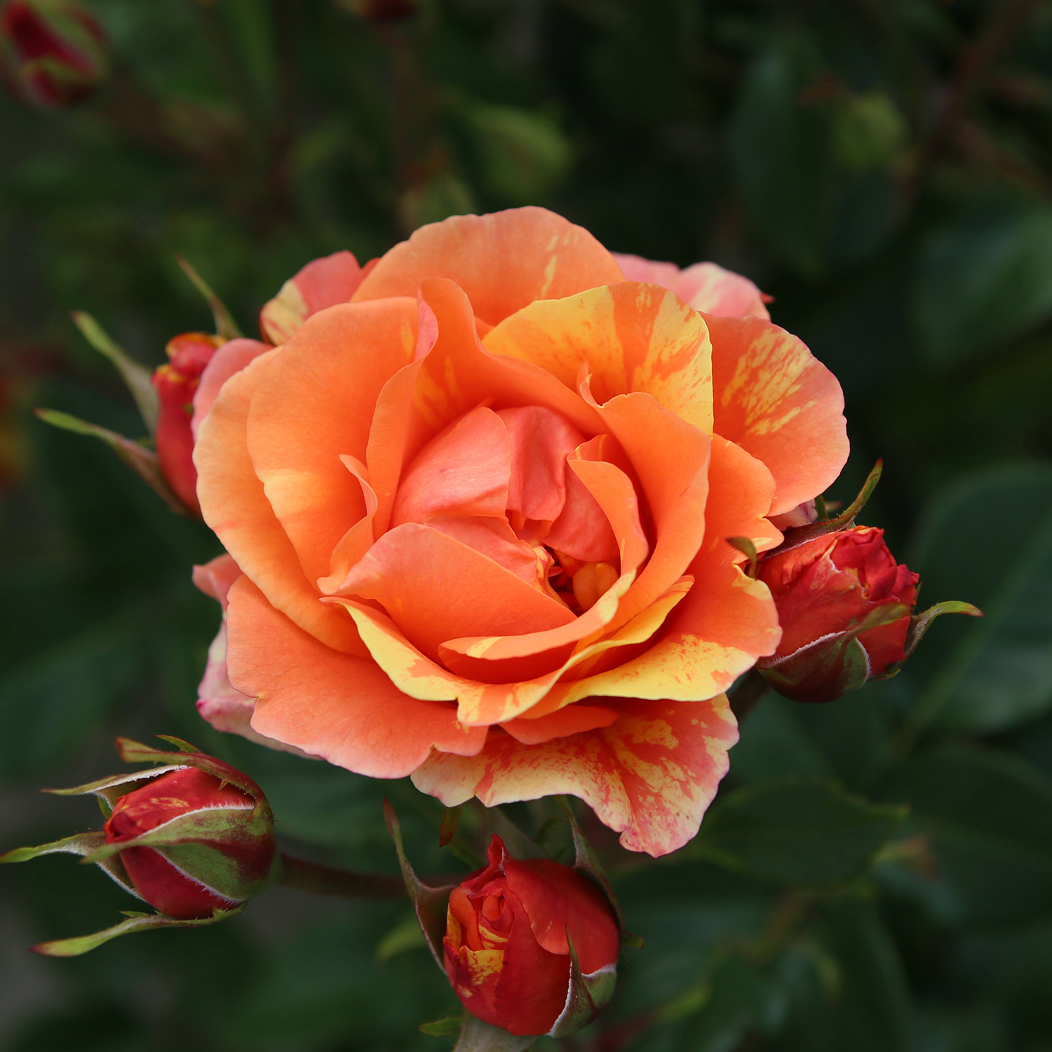 Beetrose 'Lollipop®'  Beetrose 'Lollipop®'