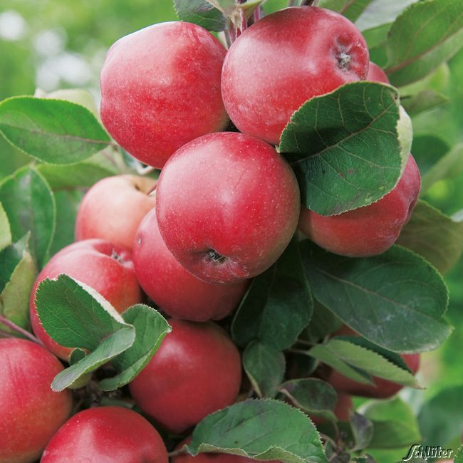 Kategorie <b>Apfel </b> - Säulenapfel 'Starcats', 7,5 Liter, 60 - 80 cm Liefergröße: 60 - 80 cm - Malus 'Starcats'