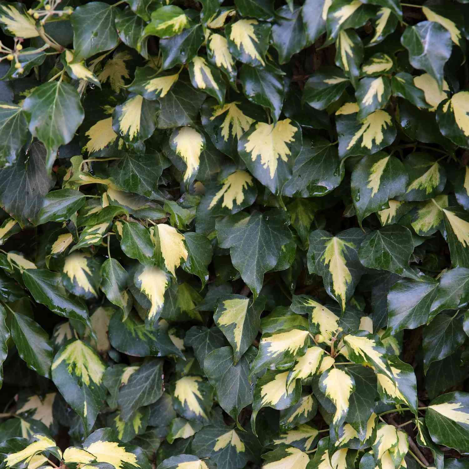 Efeu 'Goldheart'