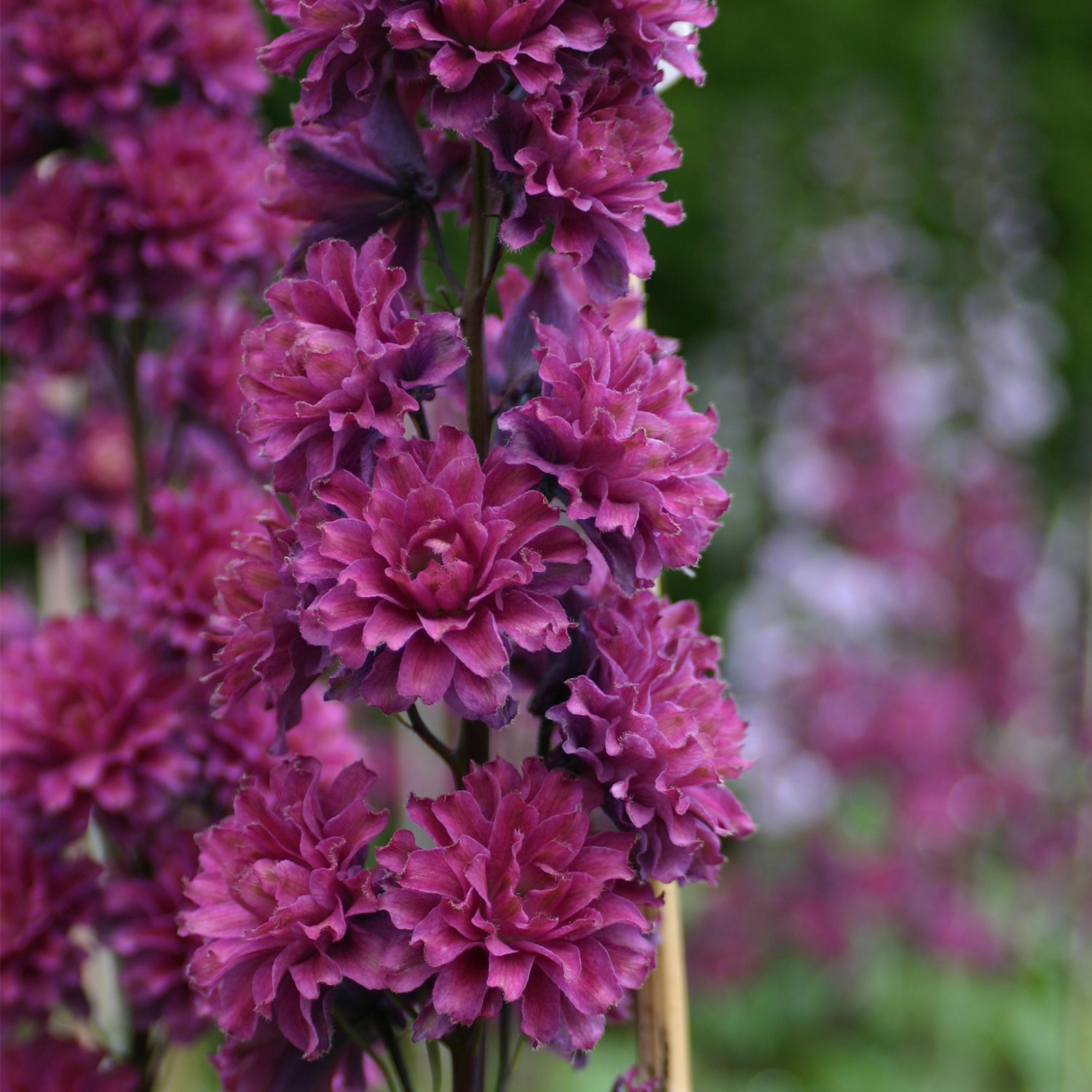 Hoher Rittersporn Highlander 'Flamenco' Lieferform: Im 9 cm Topf