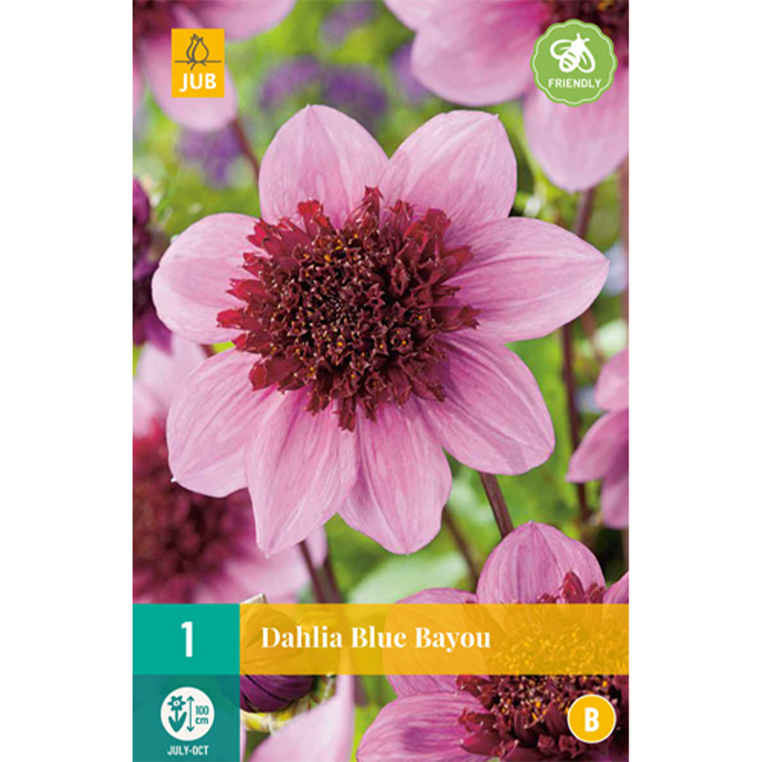Kategorie <b>Produkt ohne Kategoriezuordnung </b> - Anemonen-Dahlie 'Blue Bayou' - 1 Stück Liefergröße: Zwiebelgröße I - Dahlia 'Blue Bayou'
