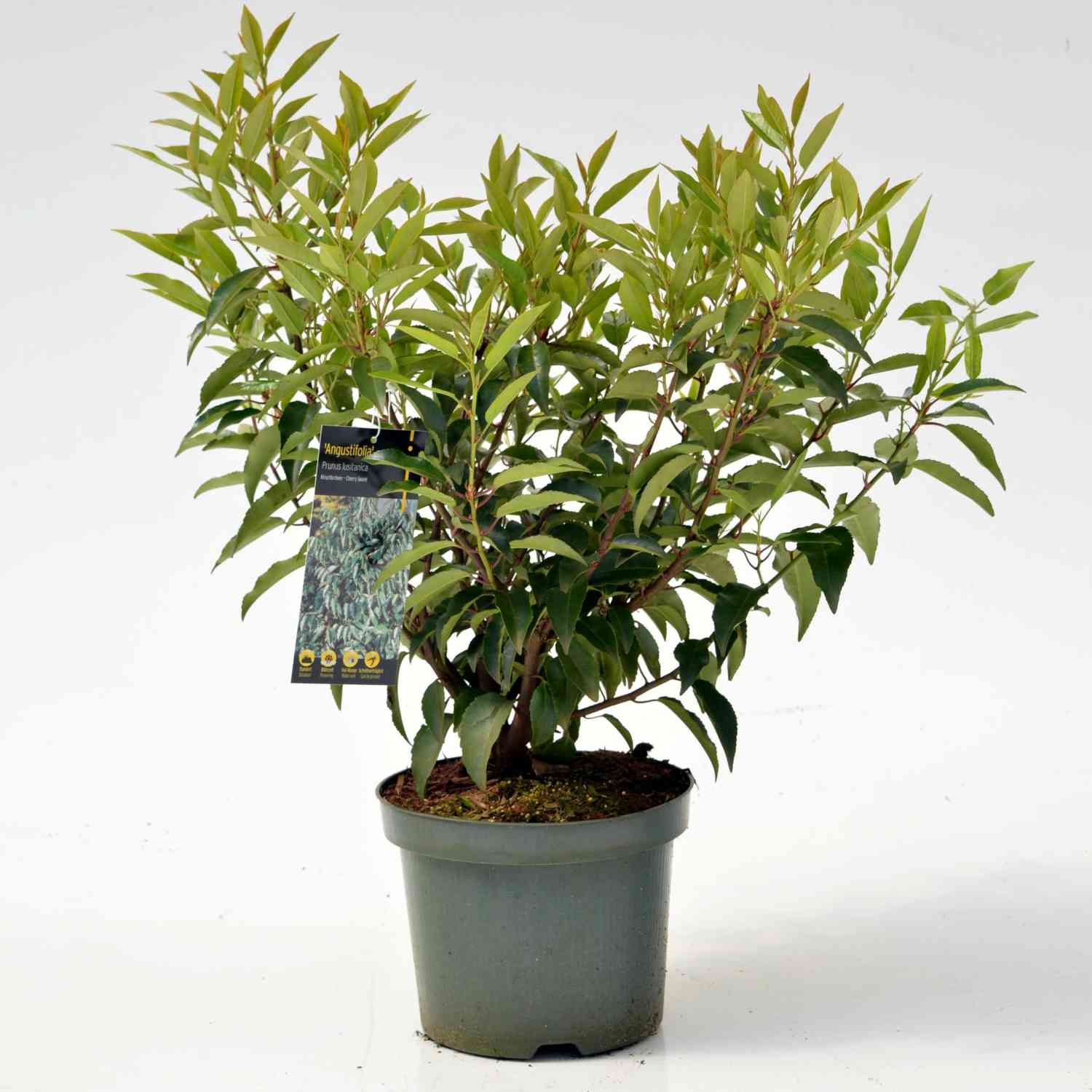 Portugiesische Lorbeerkirsche / Schmalblättrige immergrüne Lorbeerkirsche 'Angustifolia'