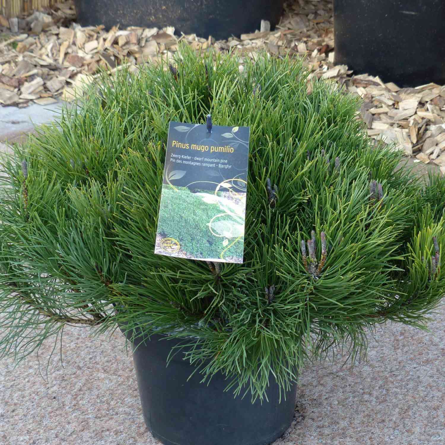 Zwergkiefer 'Pumilio' Zwergkiefer 'Pumilio'