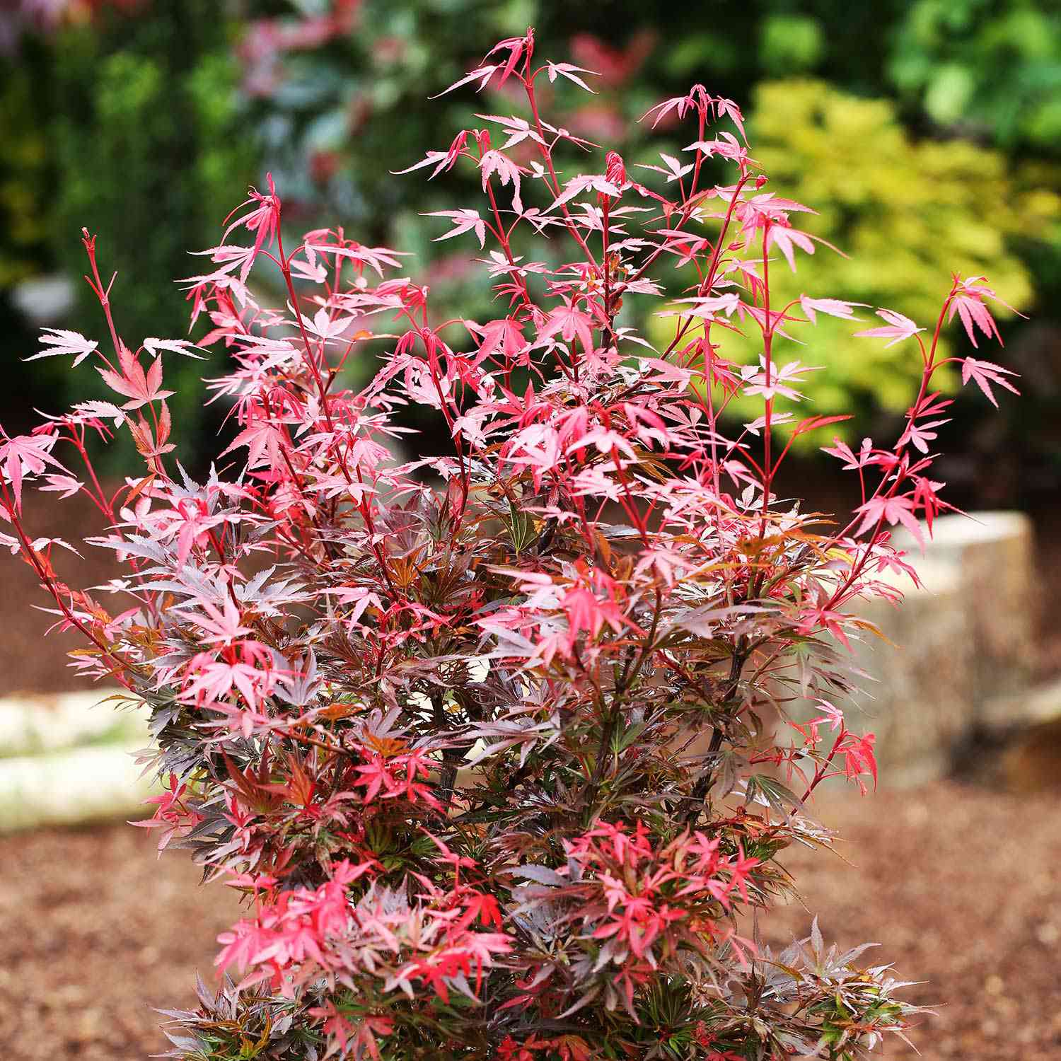 Roter Zwergahorn 'Shaina' Roter Zwergahorn 'Shaina'