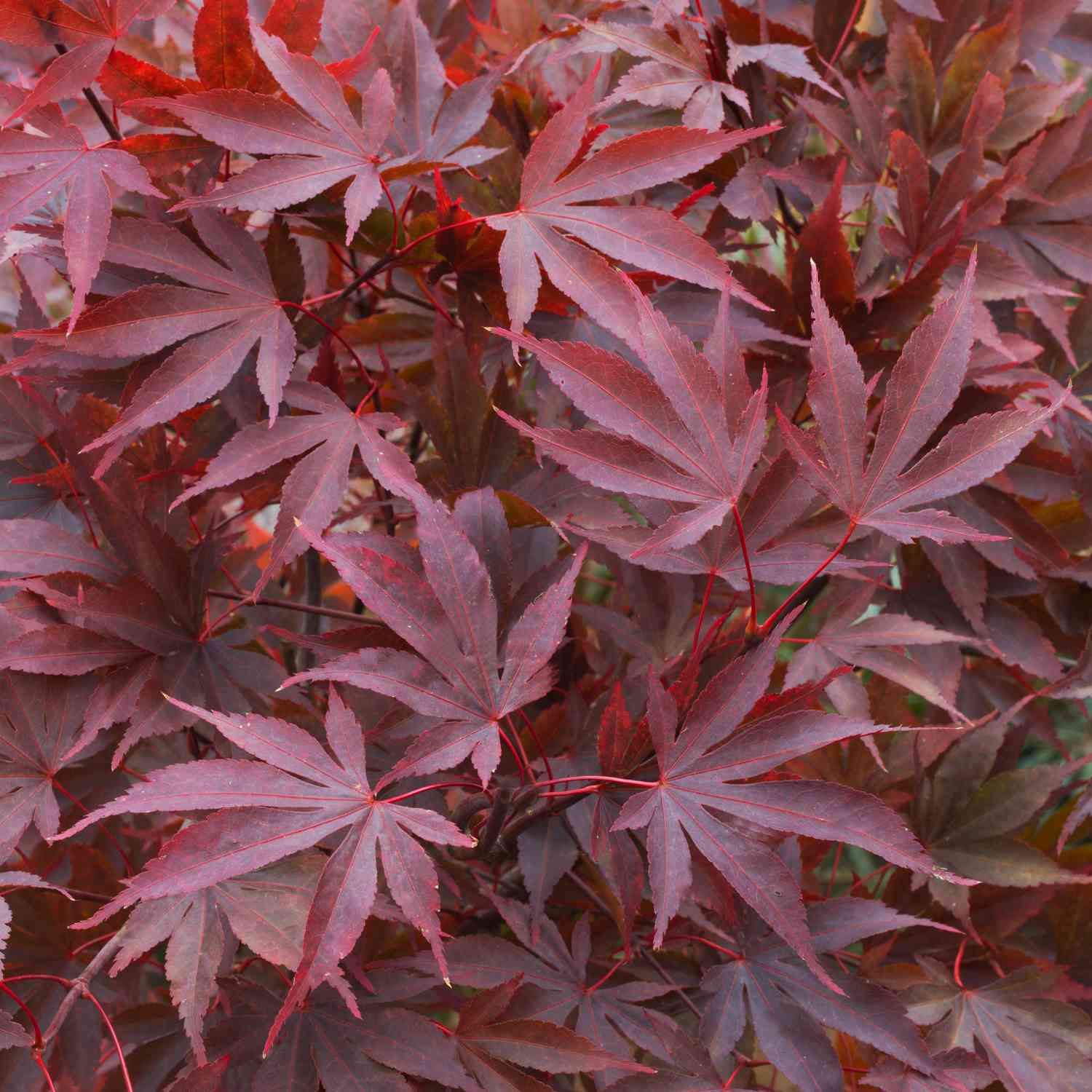 Roter Fächerahorn 'Atropurpureum'