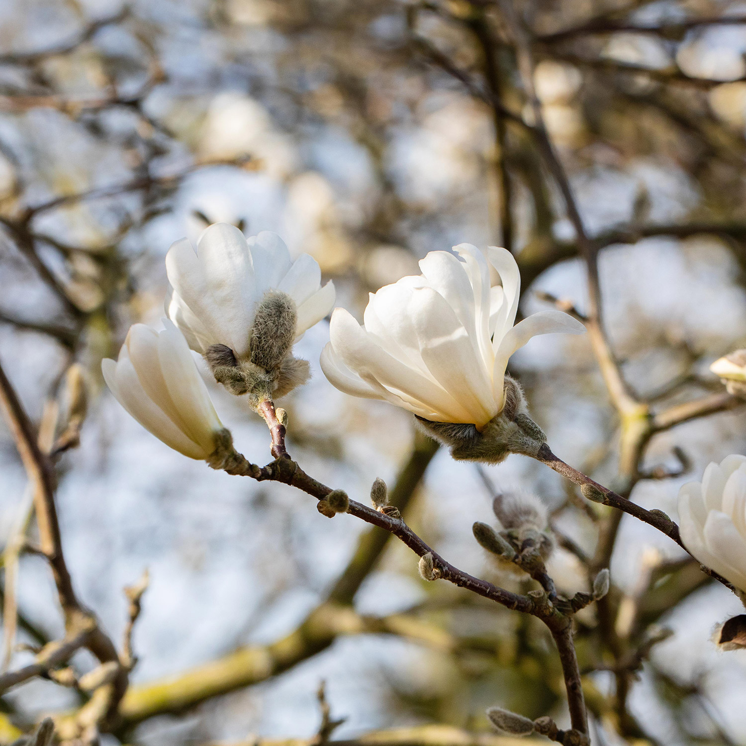 Sternmagnolie 'Frühlingsbote', 5 Liter, 60 - 80 cm Liefergröße: 60 - 80 cm