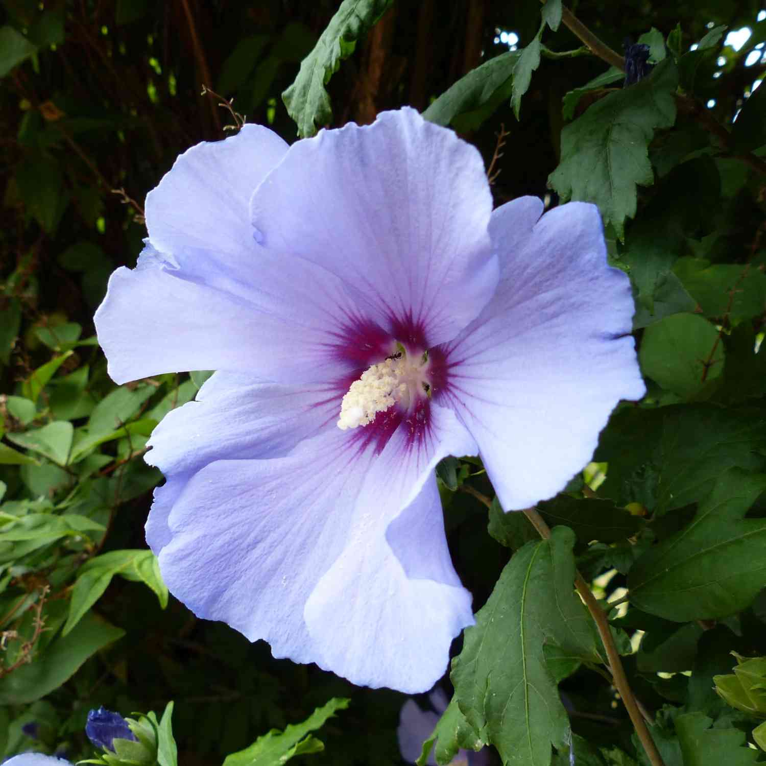 Garteneibisch 'Blue Bird'