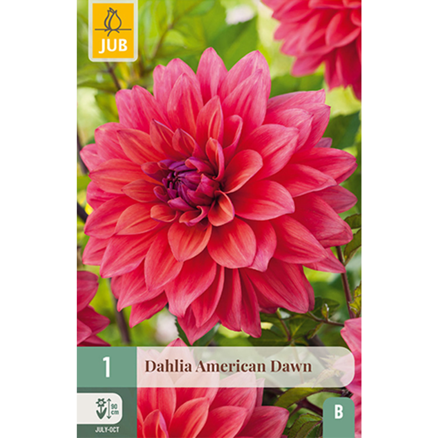 Dahlie 'American Dawn' - 1 Stück