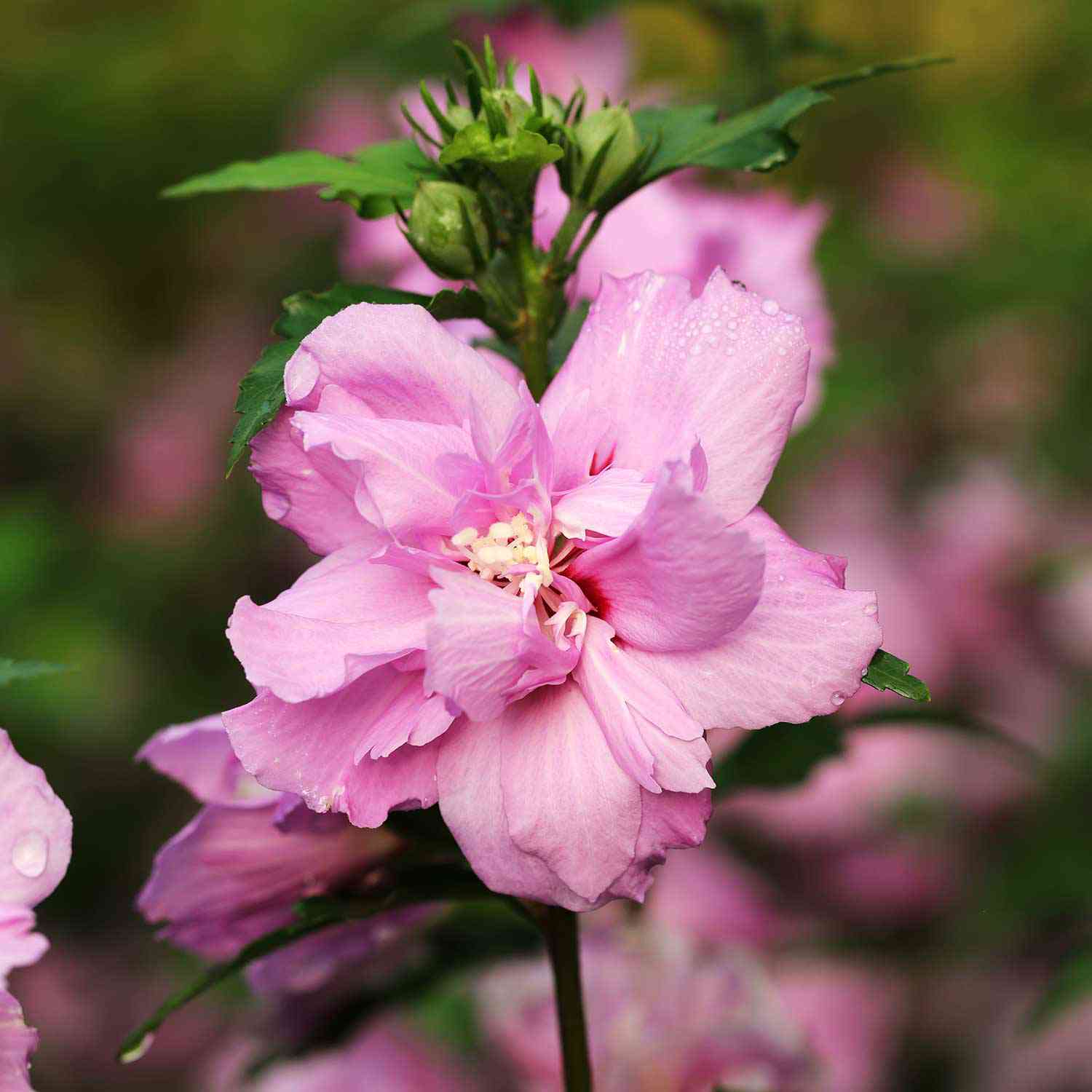 Hibiscus 'Lavender Chiffon®'