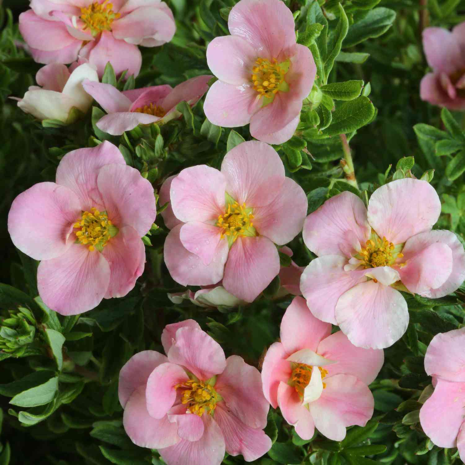 Fingerstrauch 'Lovely Pink®' ('Pink Beauty')