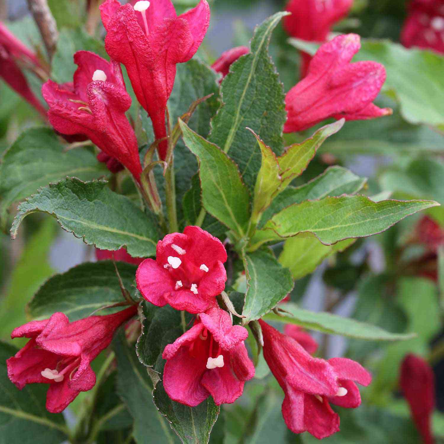 Weigelie 'Red Prince'
