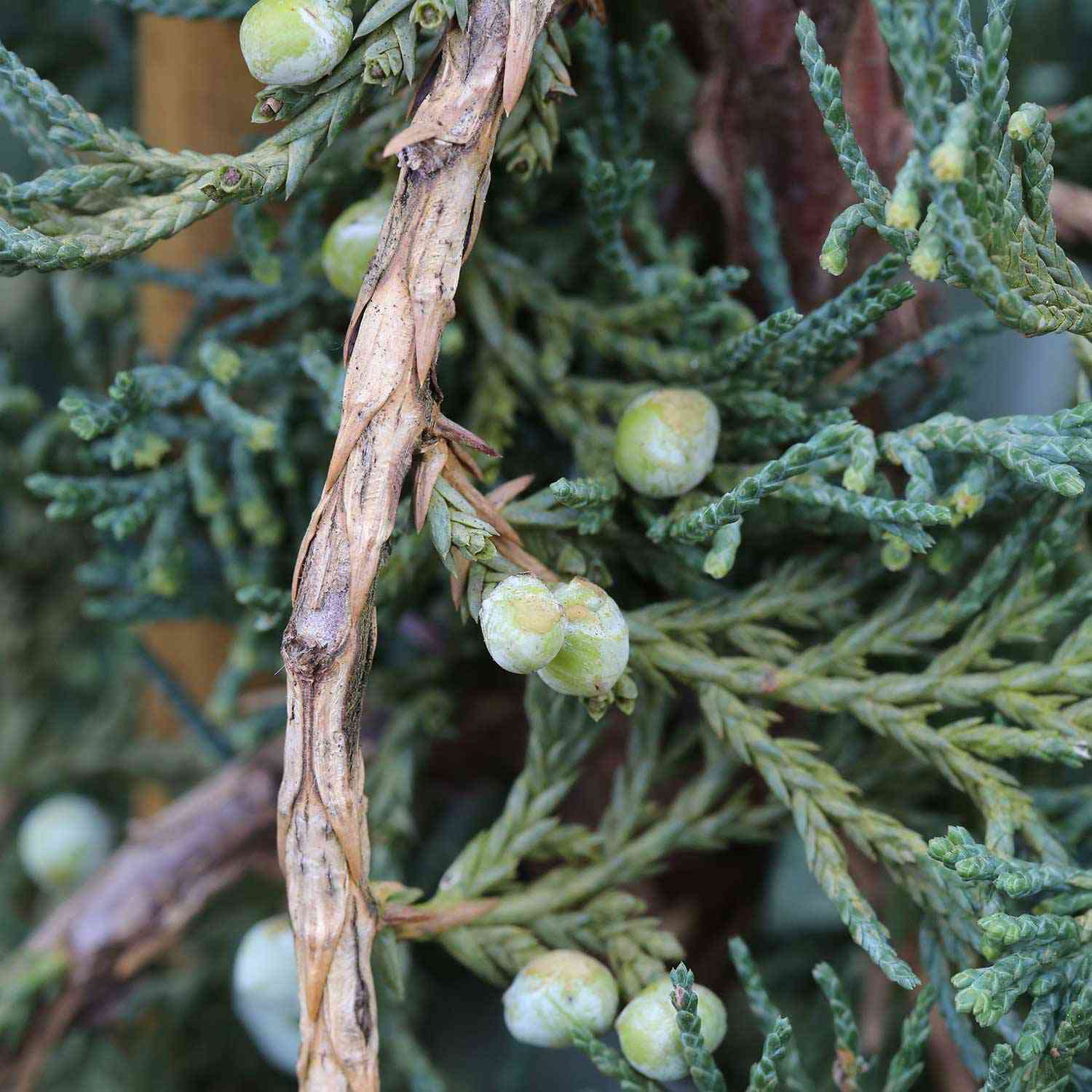Blauer Teppichwacholder 'Glauca'