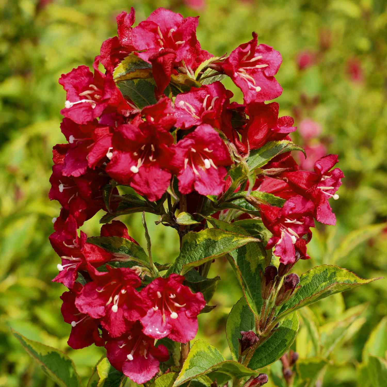 Weigelie 'Brigela' Weigelie 'Brigela'