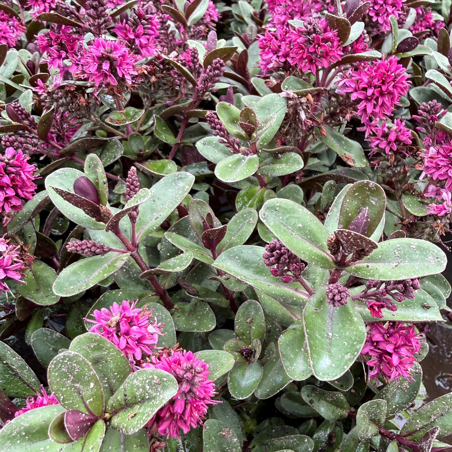  Strauchveronika 'All Blooms® Aurora' Liefergröße: 20 - 30 cm cm - Hebe 'Aurora'