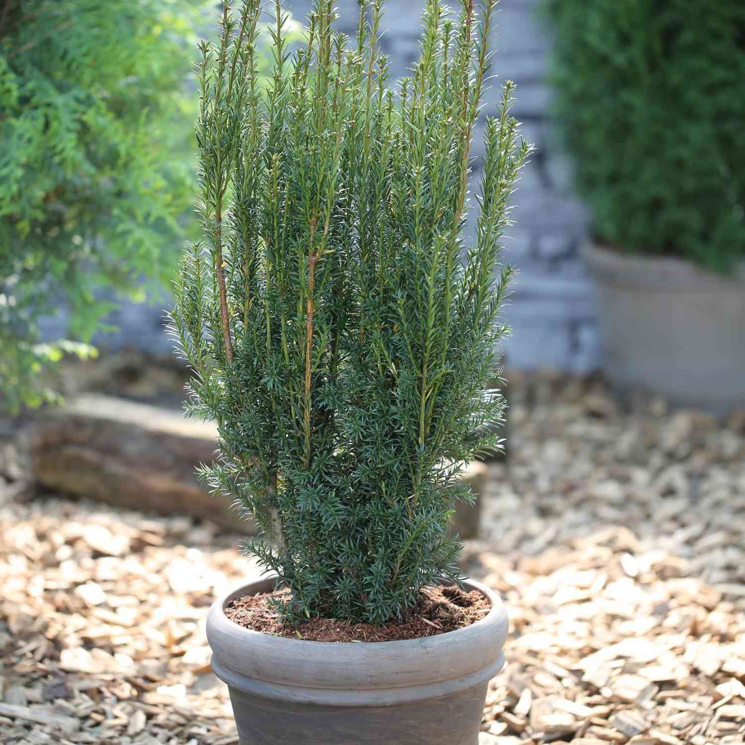 Eibe 'Hillii' Eibe 'Hillii'