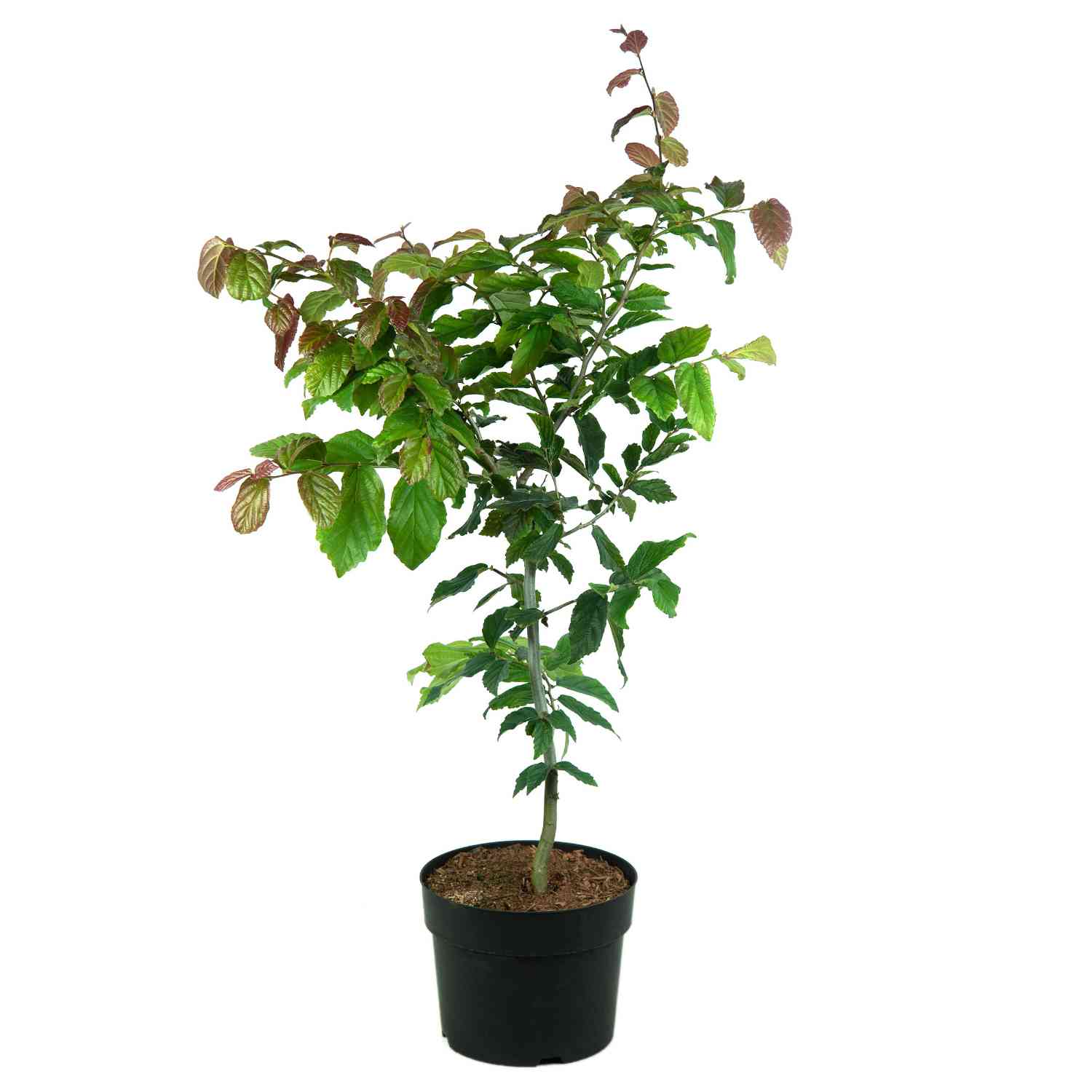 Eisenholzbaum 'Vanessa'