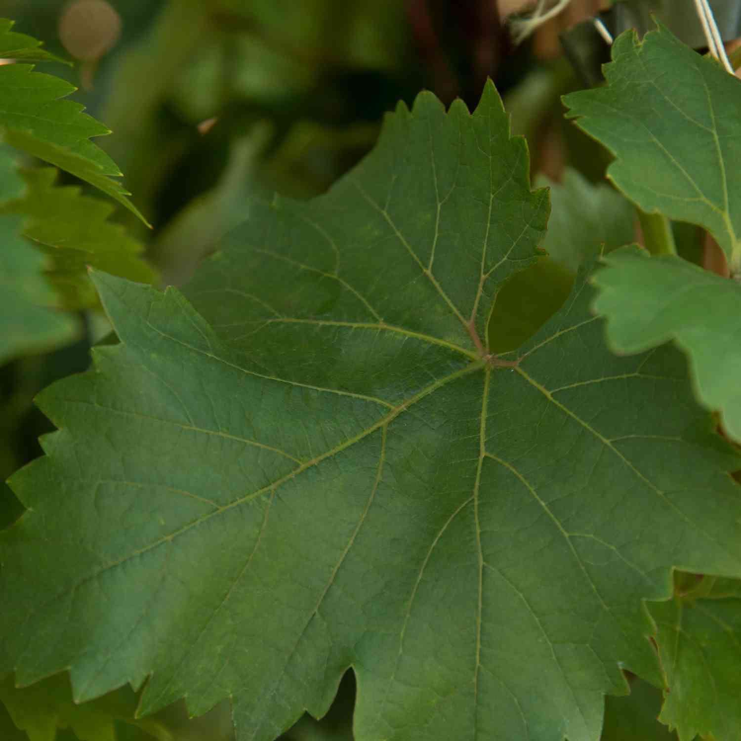 Weintraube 'Regent'
