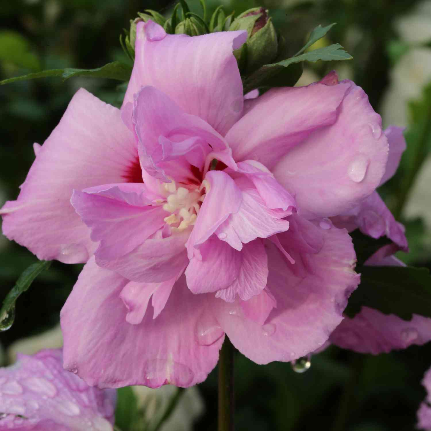 Hibiscus 'Lavender Chiffon®'
