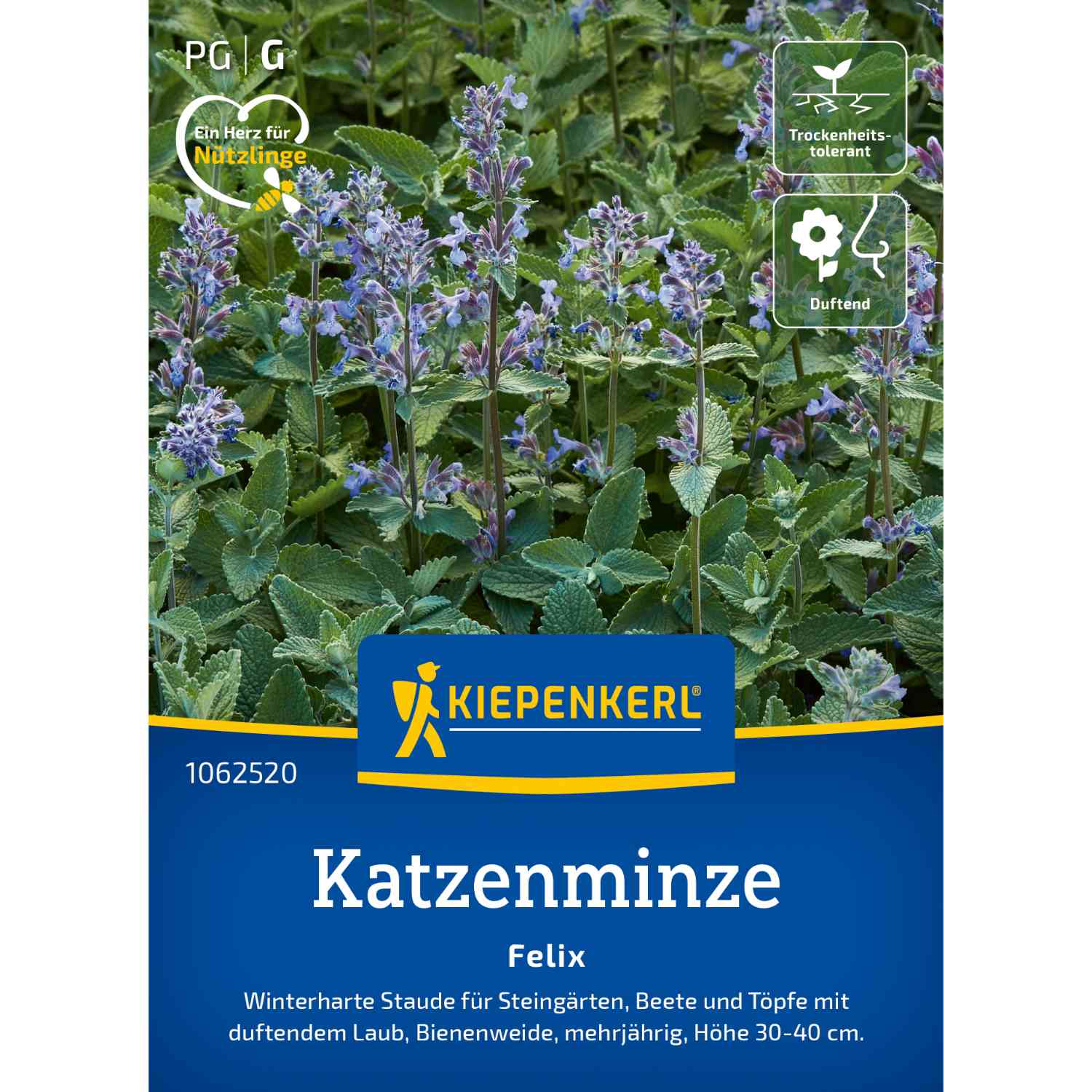 Kategorie <b>Zwiebel- und Knollenstauden </b> - Katzenminze 'Felix' Lieferform: Portionssaatgut - Nepeta fassenii