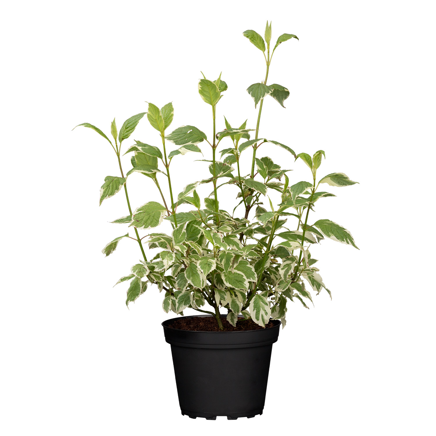 Weißgrüner Purpurhartriegel Weißgrüner Purpurhartriegel