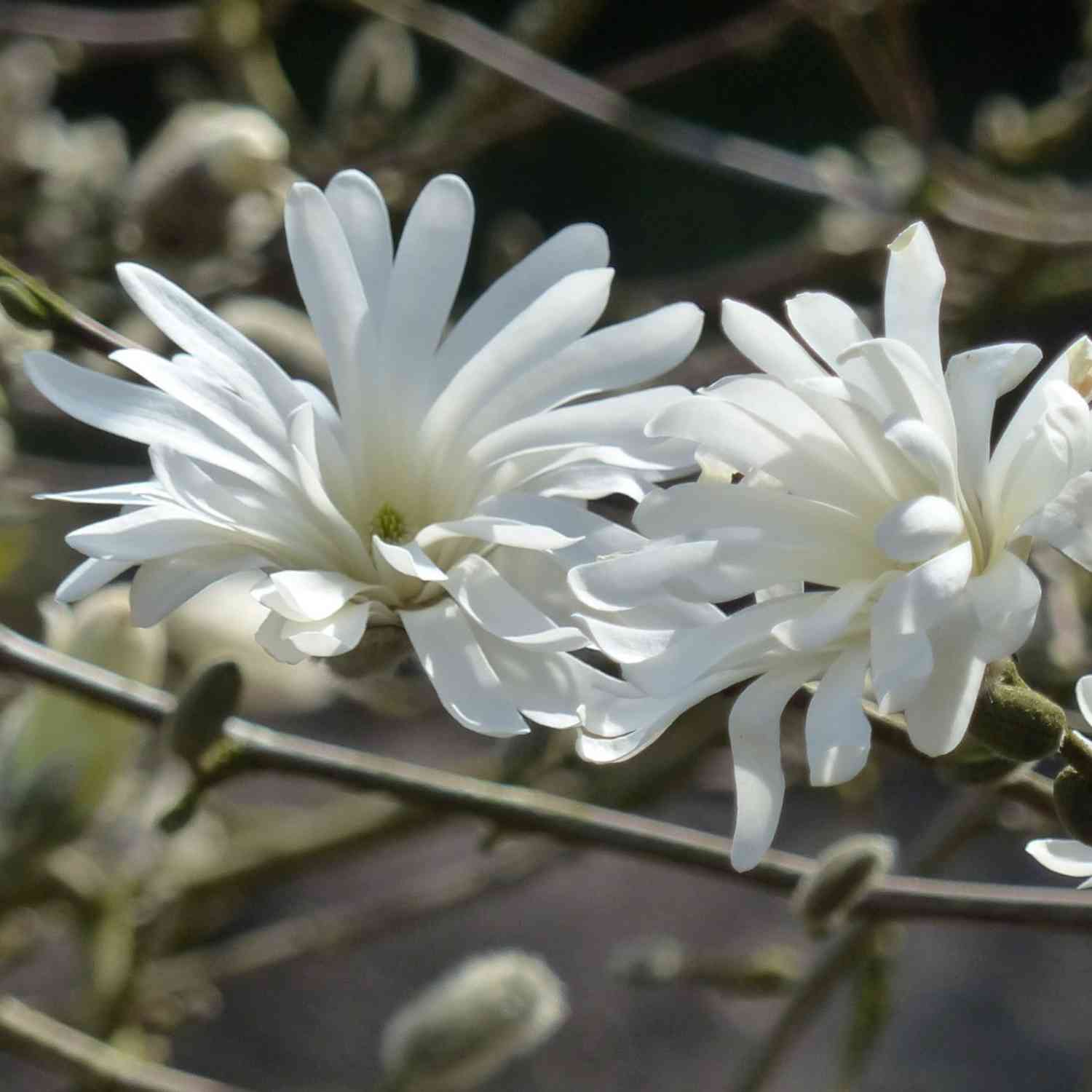 Sternmagnolie 'Frühlingsbote' Sternmagnolie 'Frühlingsbote'