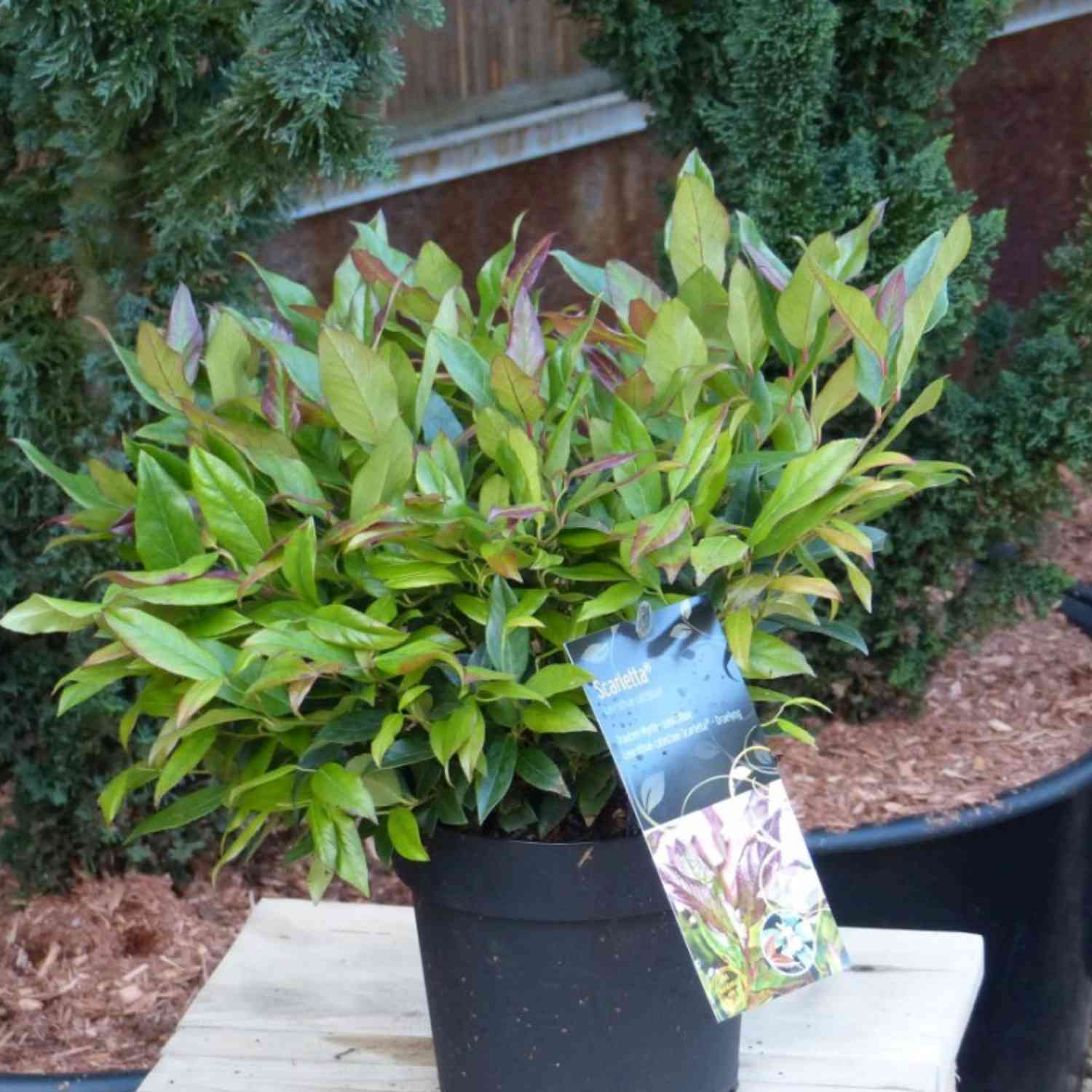 Traubenmyrthe 'Scarletta®'