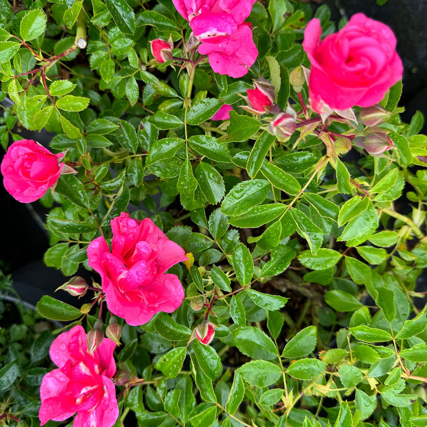 Zwergrose 'Medley Pink®' - ADR-Rose, 5 Liter, A-Qualität, 3 starke Triebe Liefergröße: drei starke Triebe