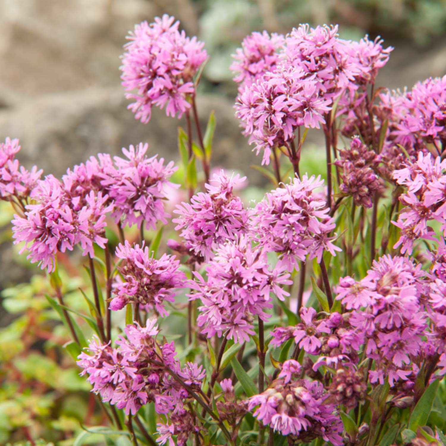 Stauden - Alpen-Lichtnelke Lieferform: Im 9 cm Topf - Lychnis alpina